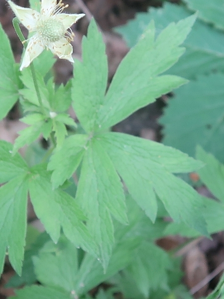 Image of Anemone virginiana