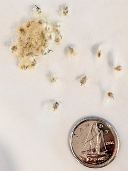 Image of Anemone virginiana