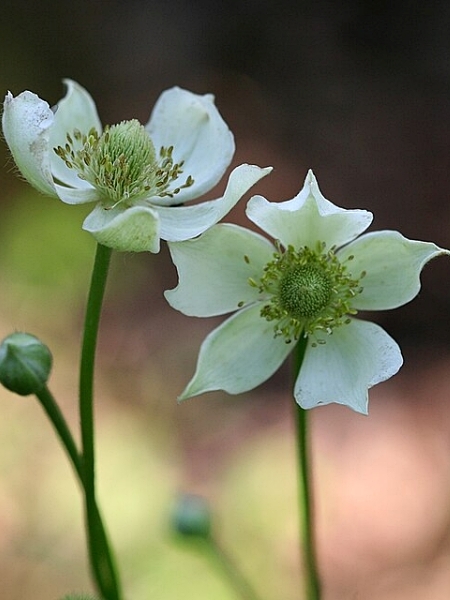 Image of Anemone virginiana