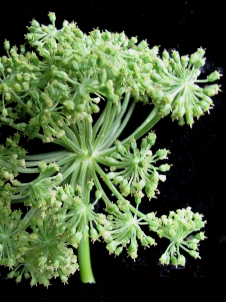 Image of Angelica atropurpurea