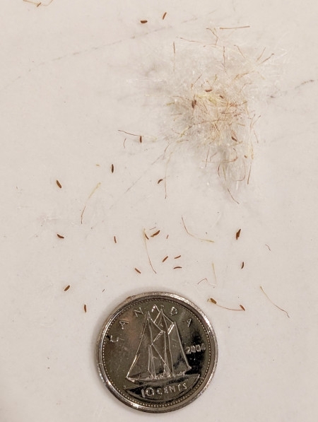 Image of Antennaria howellii