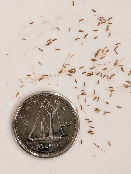 Image of Antennaria neglecta