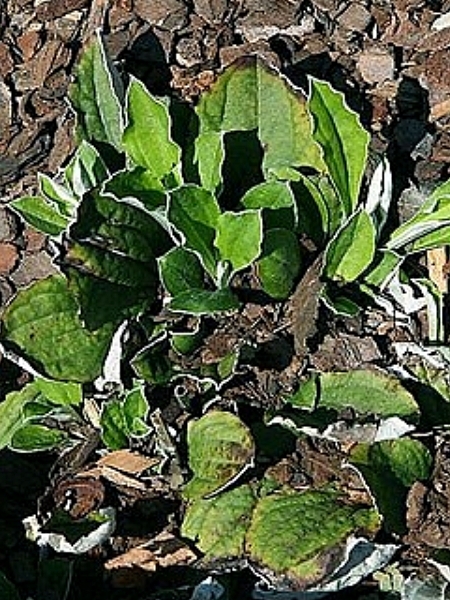 Image of Antennaria neglecta