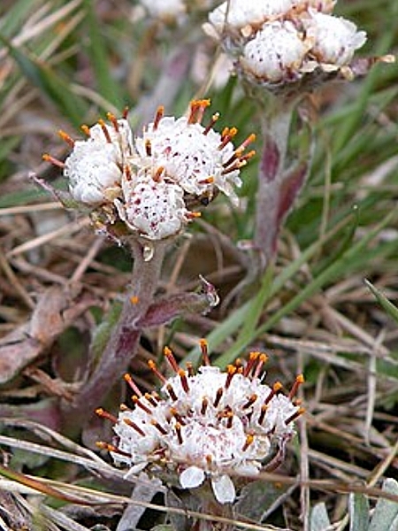 Image of Antennaria neglecta