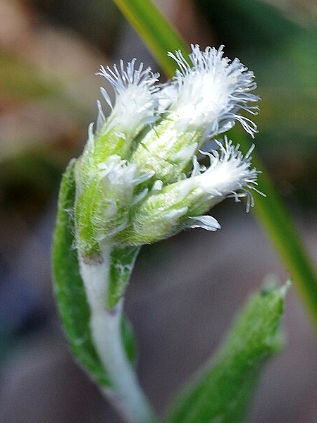 Image of Antennaria parlinii