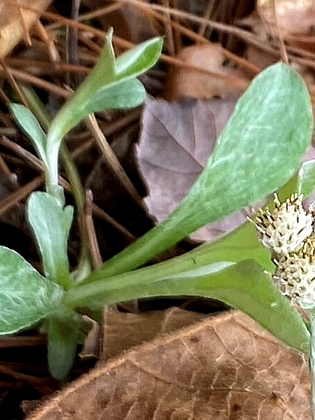 Image of Antennaria parlinii