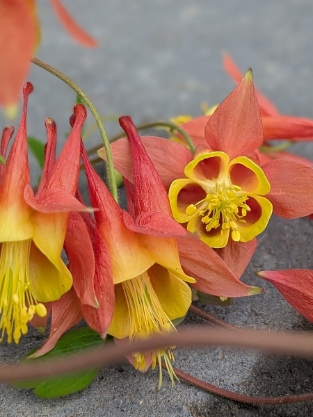 Image of Aquilegia canadensis