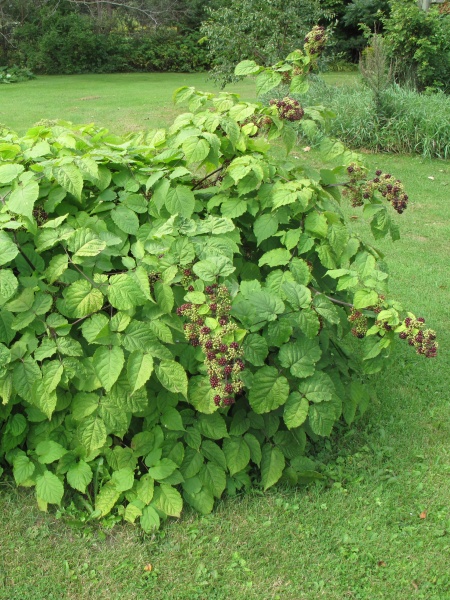 Image of Aralia racemosa