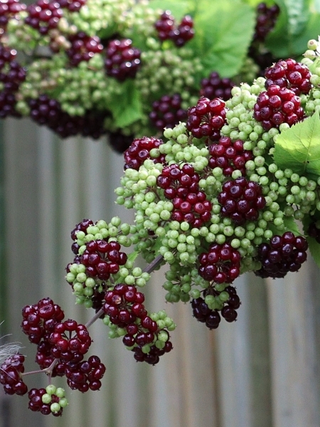 Image of Aralia racemosa