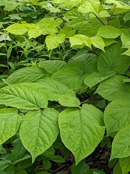 Image of Aralia racemosa