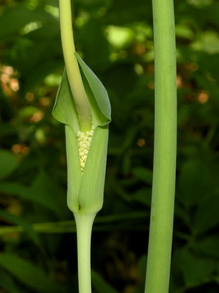Image of Arisaema dracontium