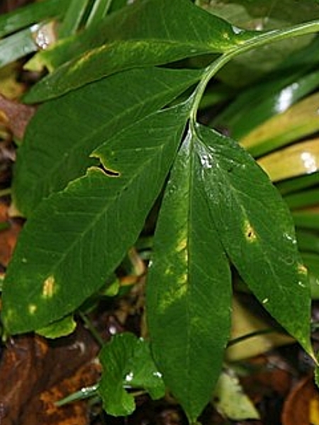 Image of Arisaema dracontium