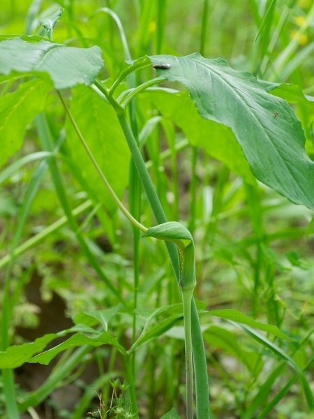 Image of Arisaema dracontium