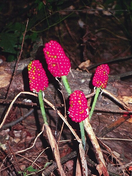 Image of Arisaema dracontium