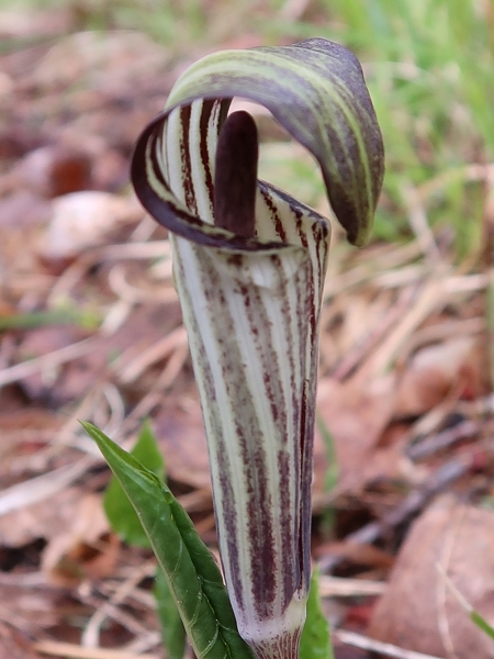 Image of Arisaema triphyllum