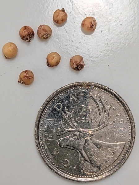 Image of Arisaema triphyllum