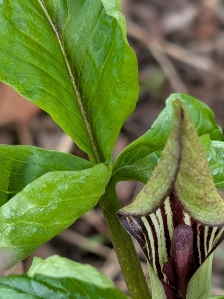 Image of Arisaema triphyllum