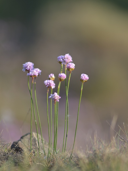 Image of Armeria maritima