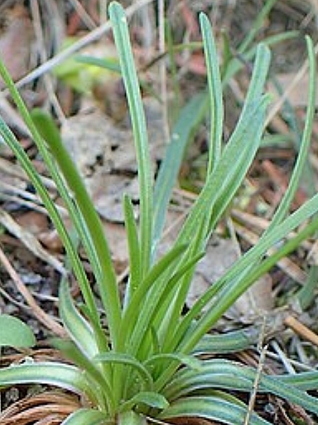 Image of Armeria maritima