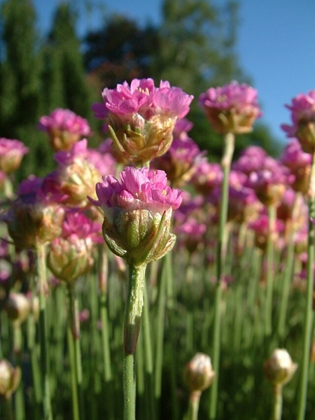 Image of Armeria maritima
