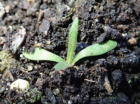 Image of Armeria maritima