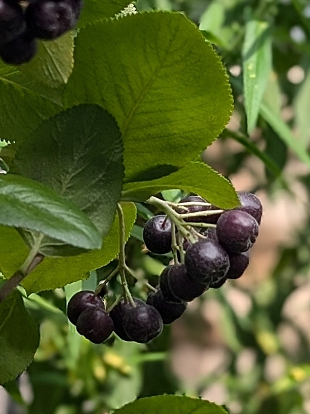 Image of Aronia melanocarpa