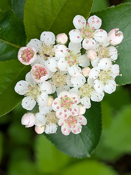 Image of Aronia melanocarpa