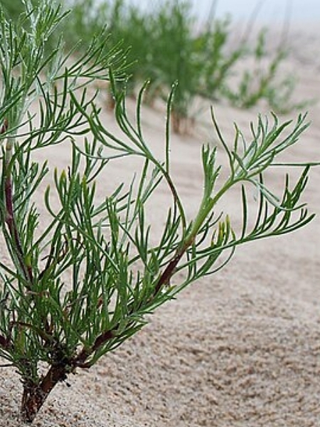 Image of Artemisia campestris