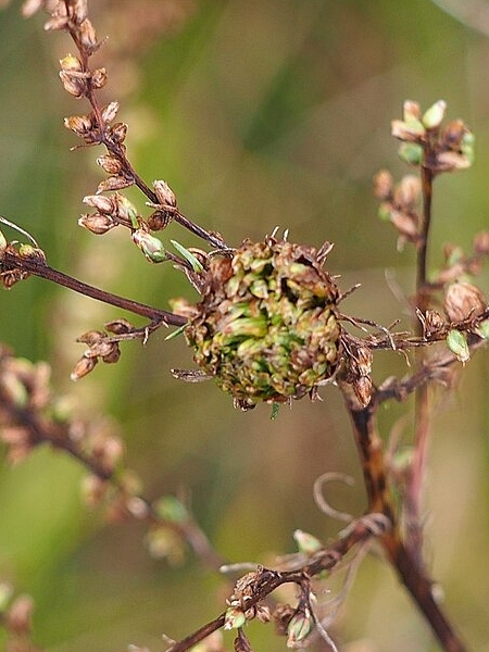 Image of Artemisia campestris