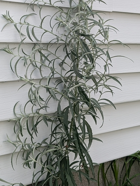 Image of Artemisia ludoviciana