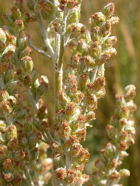Image of Artemisia ludoviciana
