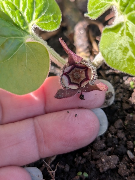 image for Asarum canadense