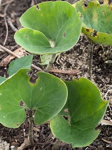 Image of Asarum canadense