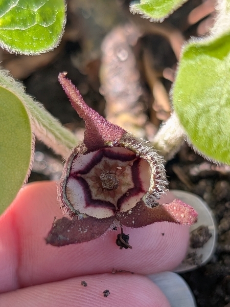 Image of Asarum canadense