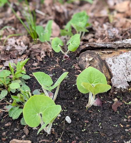 Image of Asarum canadense