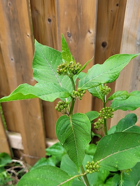 Image of Asclepias exaltata