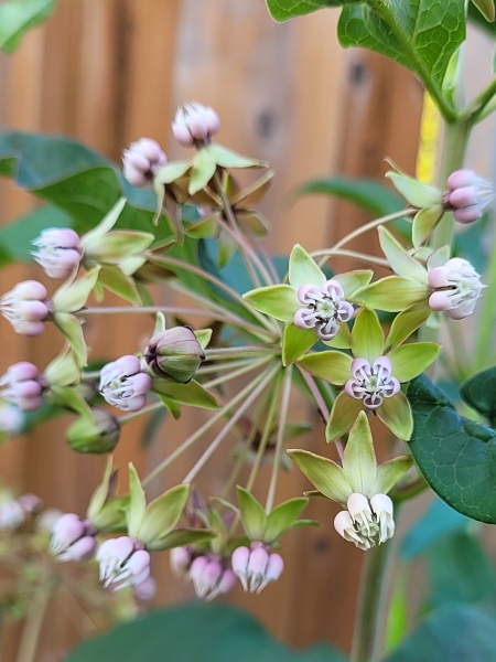 Image of Asclepias exaltata