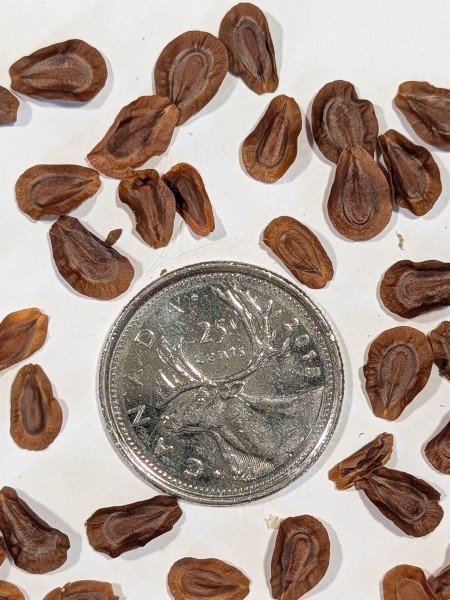 Image of Asclepias incarnata