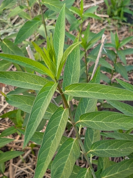 Image of Asclepias incarnata