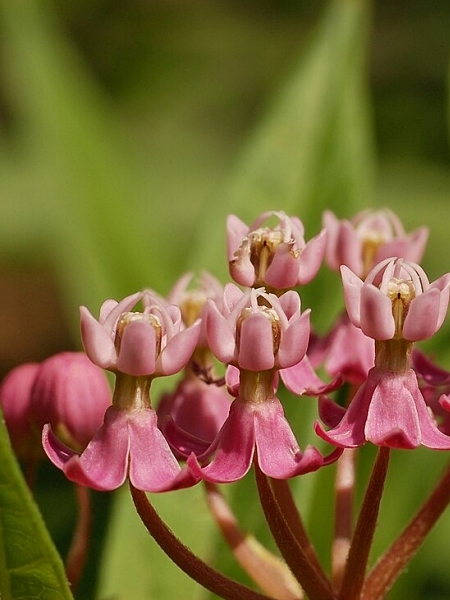 Image of Asclepias incarnata