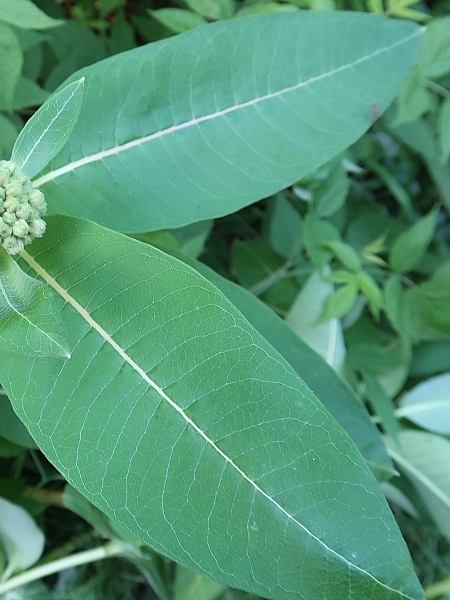 Image of Asclepias syriaca
