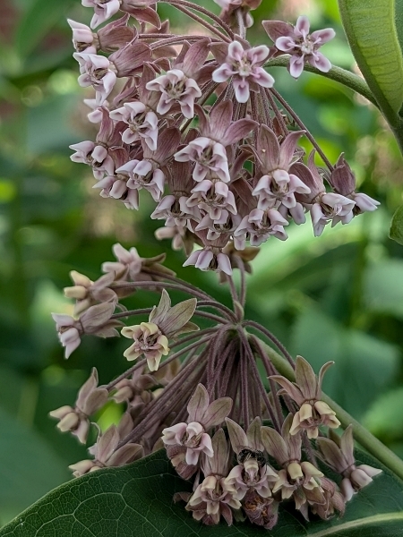 Image of Asclepias syriaca
