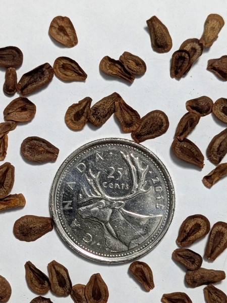 Image of Asclepias tuberosa