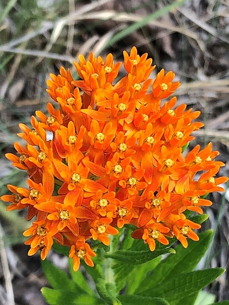 Image of Asclepias tuberosa