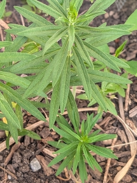 Image of Asclepias tuberosa