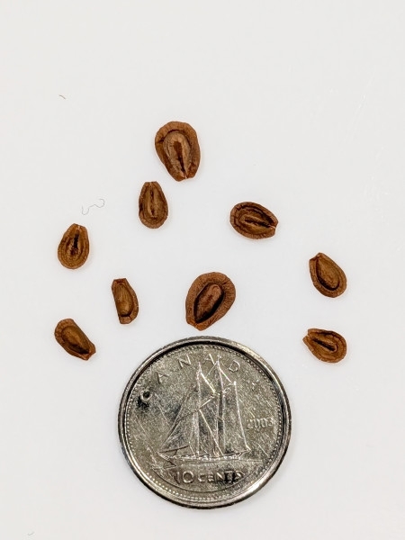 Image of Asclepias verticillata