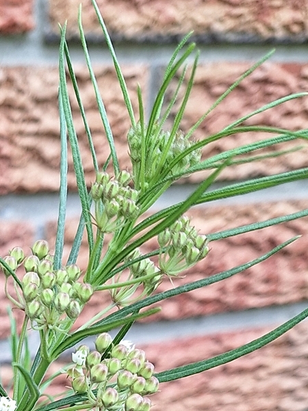 Image of Asclepias verticillata