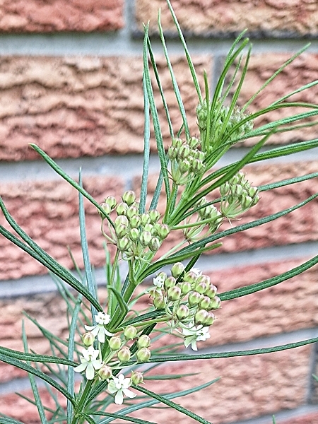 Image of Asclepias verticillata