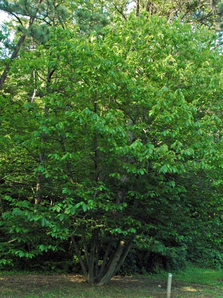 image for Asimina triloba