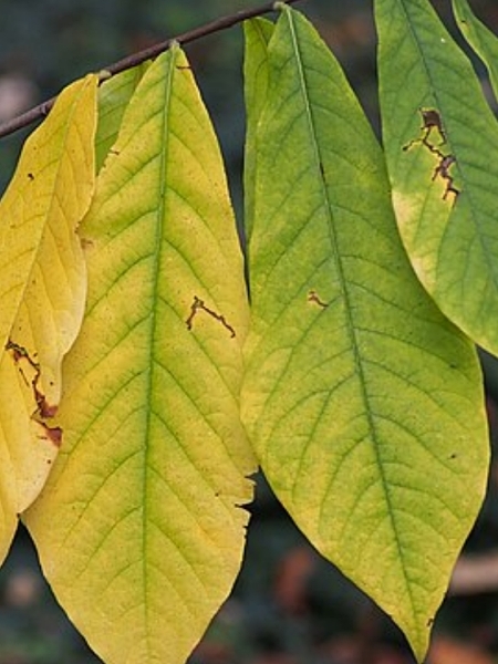 Image of Asimina triloba